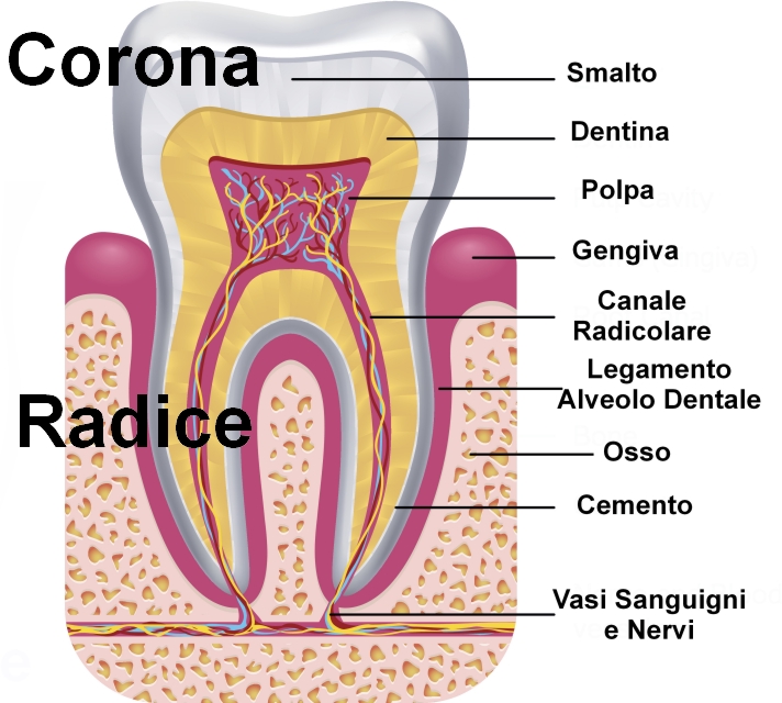 anatomia2_small